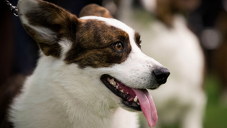 Los primeros perros de América fueron exterminados por los europeos, pero su legado genético todavía existe como un cáncer